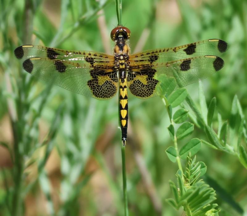 Photo of Calico Pennant