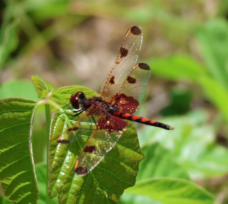 Photo of Calico Pennant
