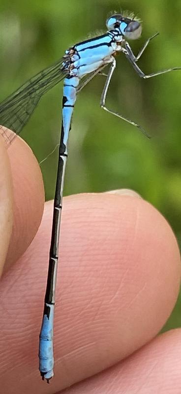 Photo of Azure Bluet