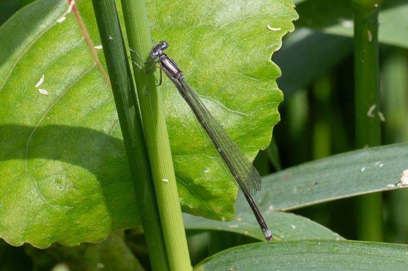 Photo of Stream Bluet