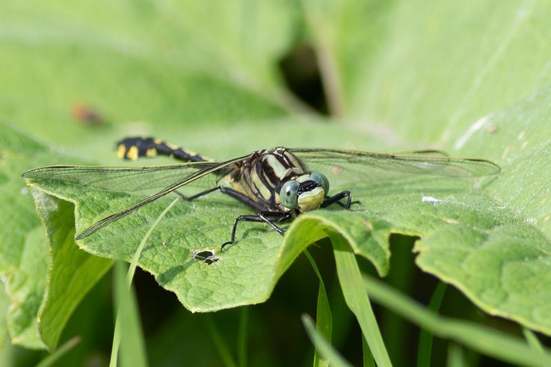 Photo of Midland Clubtail