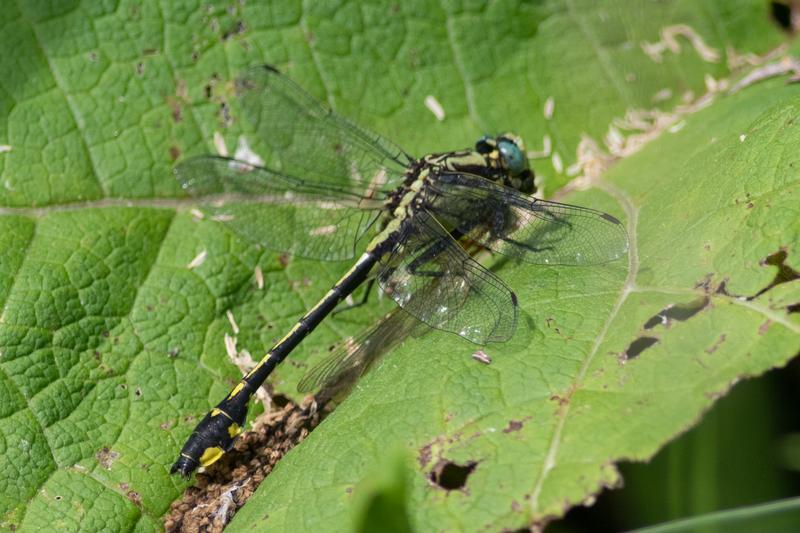 Photo of Midland Clubtail
