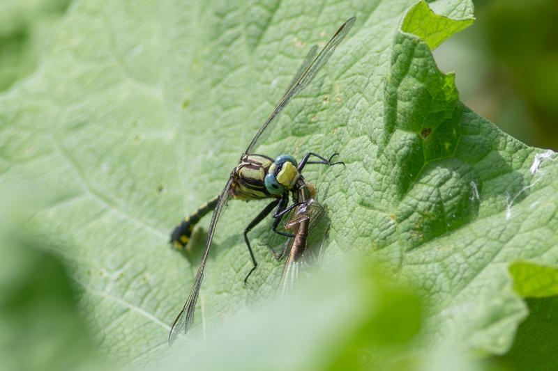 Photo of Midland Clubtail