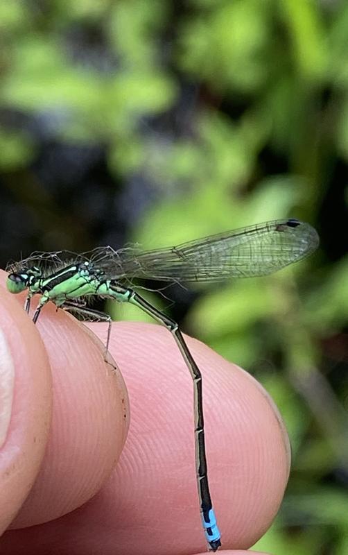 Photo of Eastern Forktail
