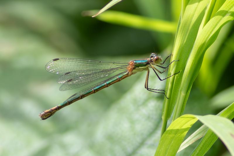 Photo of Emerald Spreadwing