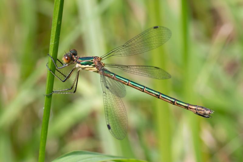 Photo of Emerald Spreadwing