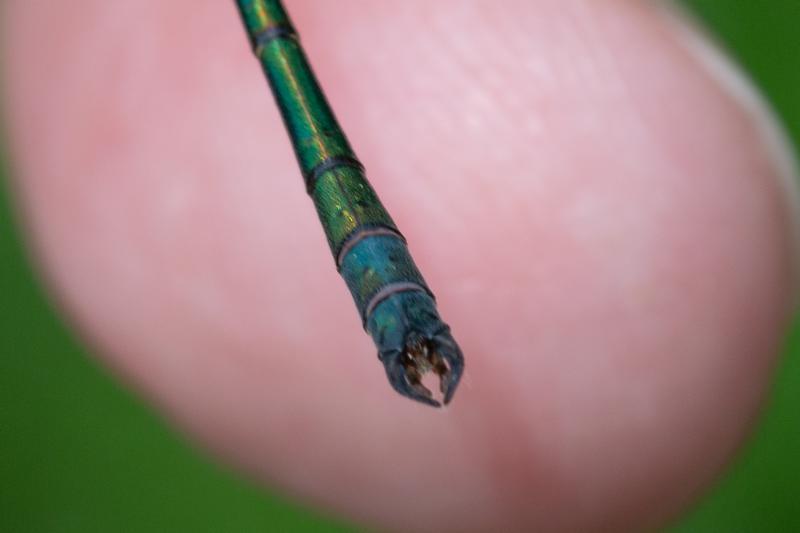 Photo of Emerald Spreadwing