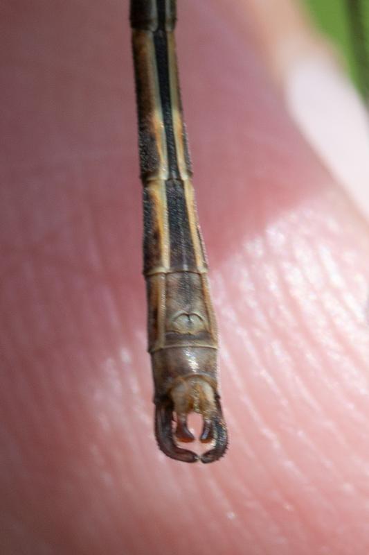 Photo of Emerald Spreadwing