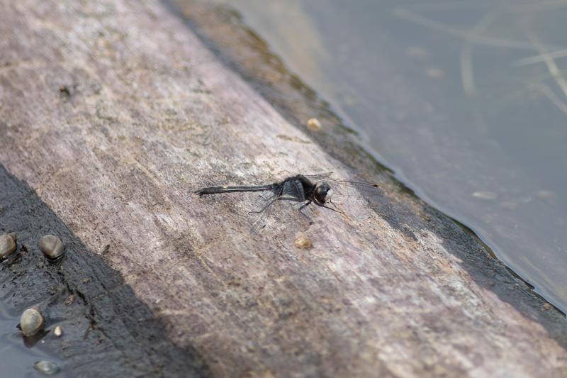 Photo of Dot-tailed Whiteface