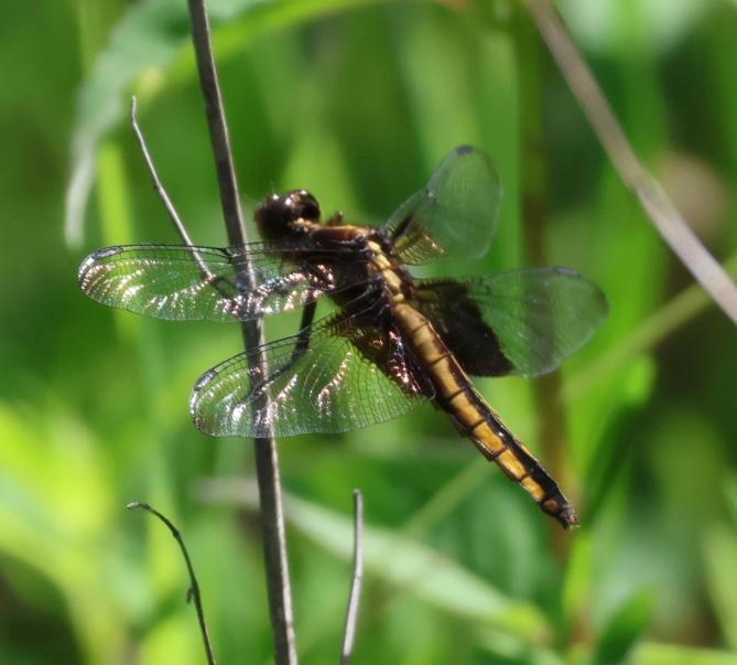 Photo of Widow Skimmer