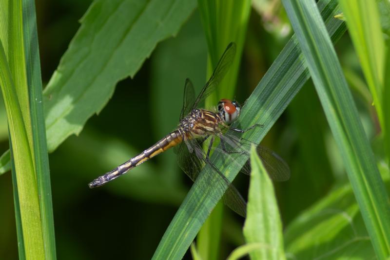 Photo of Blue Dasher