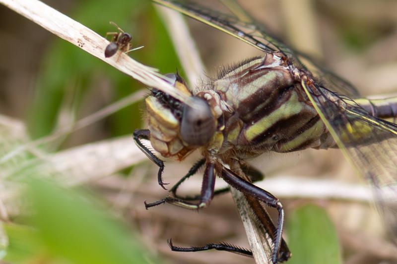Photo of Dusky Clubtail