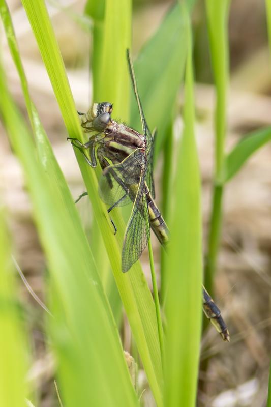Photo of Dusky Clubtail