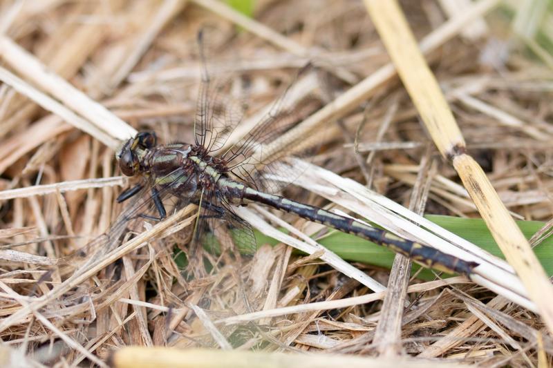 Photo of Dusky Clubtail