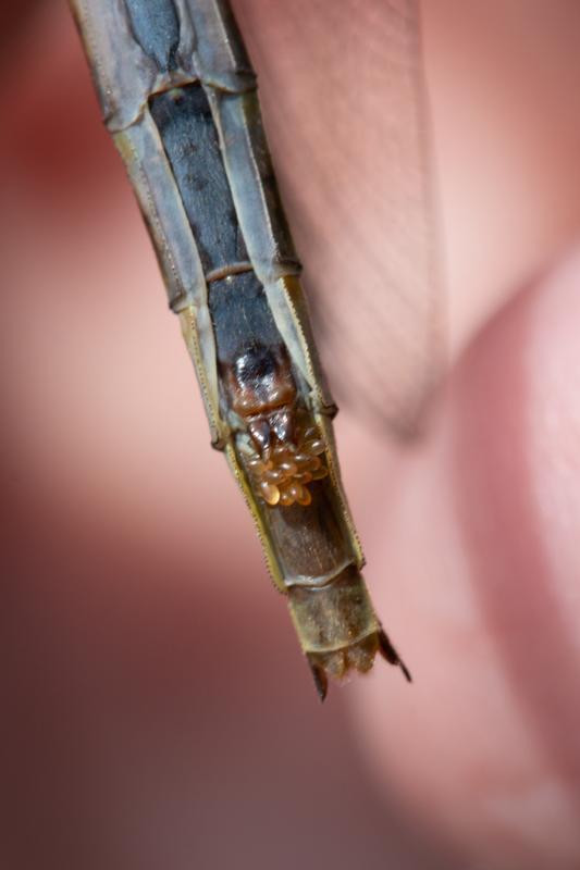 Photo of Dusky Clubtail