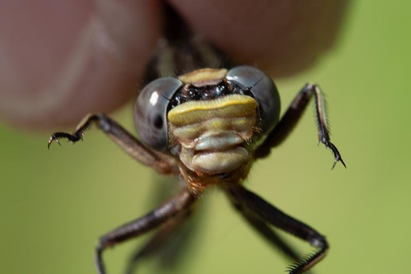 Photo of Dusky Clubtail