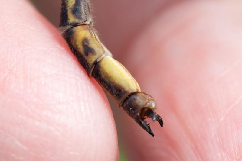 Photo of Dusky Clubtail