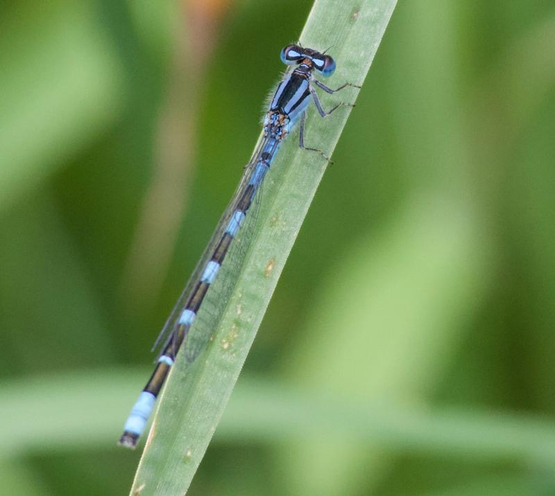 Photo of Tule Bluet