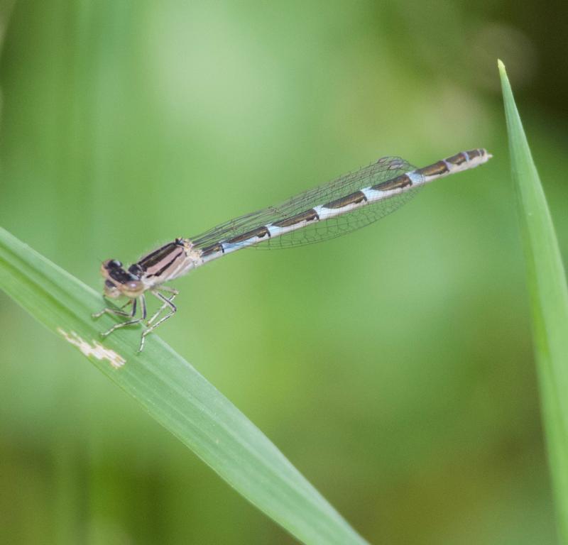 Photo of Tule Bluet