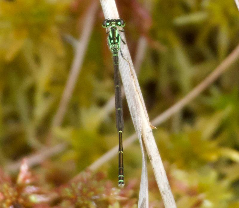 Photo of Fragile Forktail
