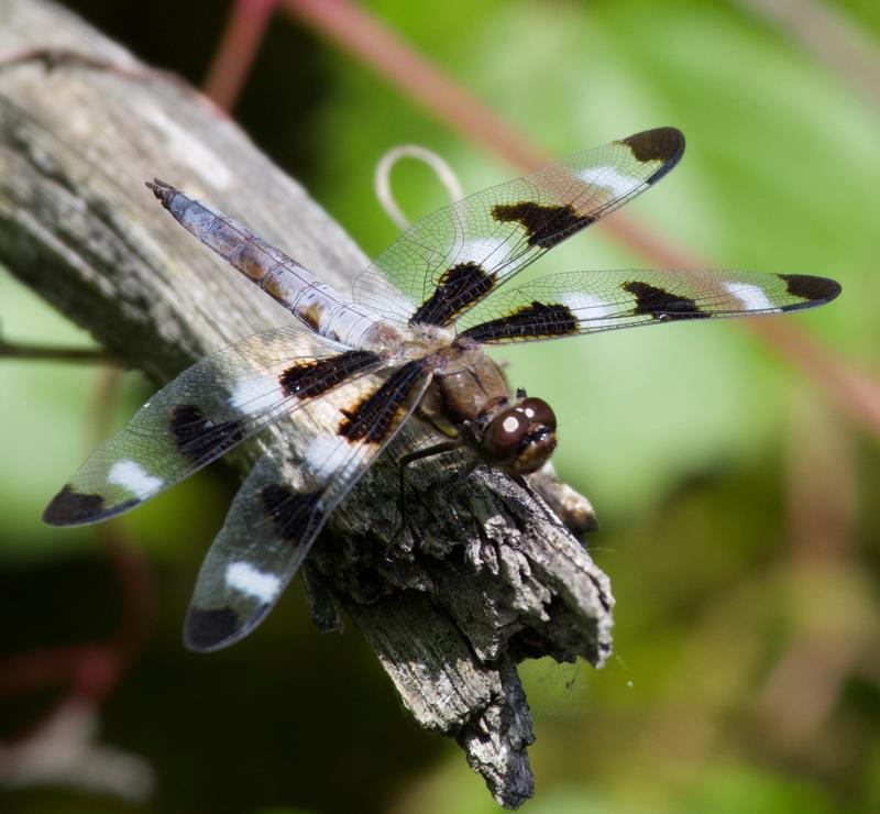 Photo of Twelve-spotted Skimmer