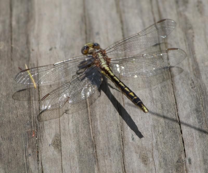 Photo of Dusky Clubtail