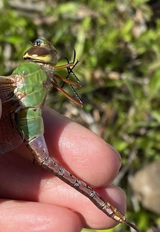Photo of Common Green Darner