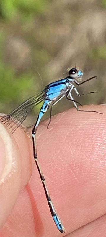 Photo of Skimming Bluet