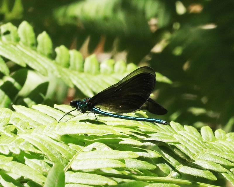 Photo of Ebony Jewelwing