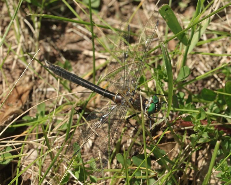 Photo of American Emerald