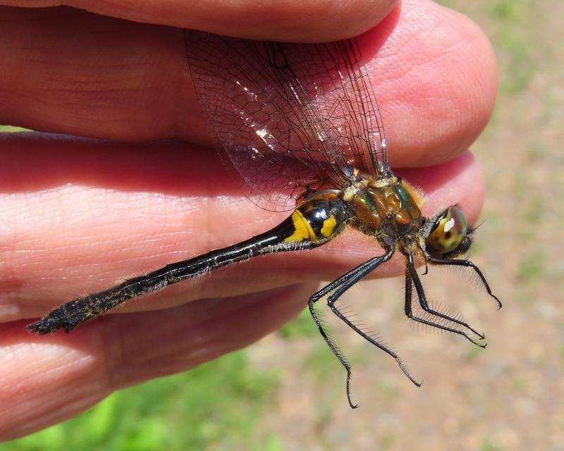 Photo of Racket-tailed Emerald