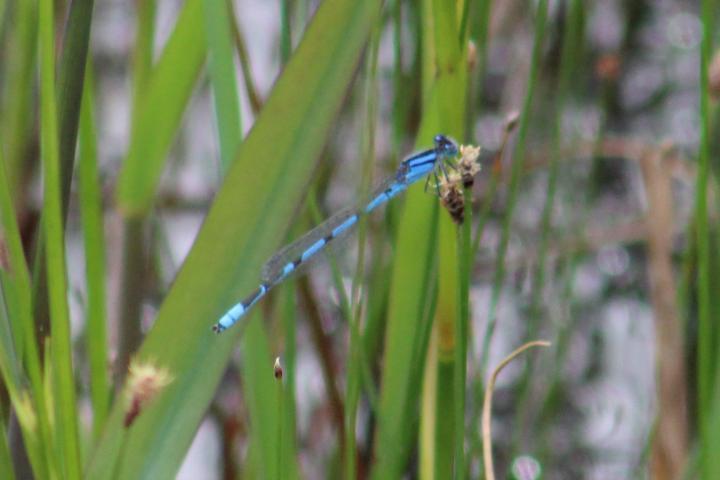 Photo of Familiar Bluet