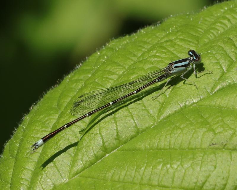 Photo of Orange Bluet