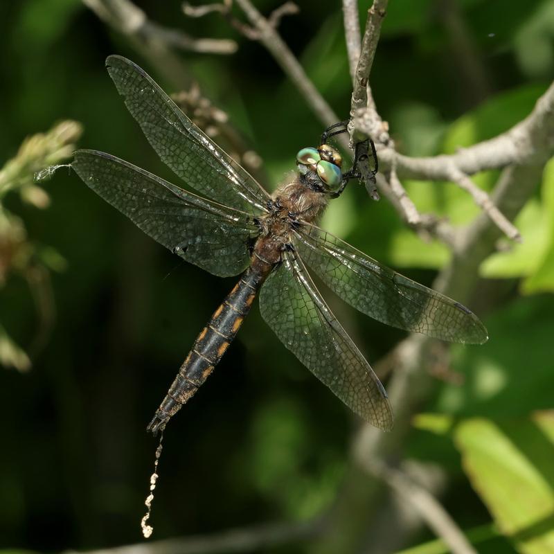 Photo of Beaverpond Baskettail