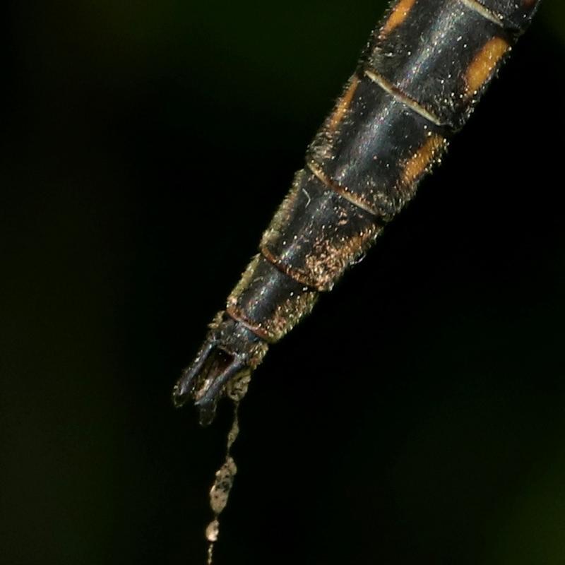 Photo of Beaverpond Baskettail