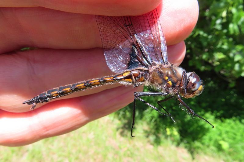 Photo of Common Baskettail