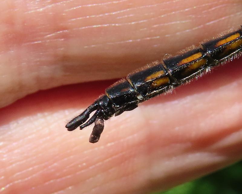Photo of Common Baskettail