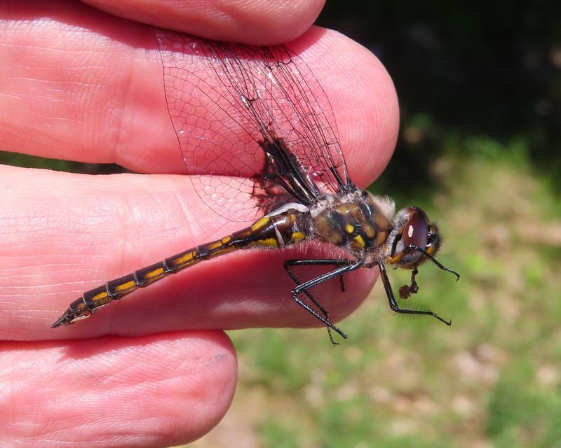 Photo of Common Baskettail