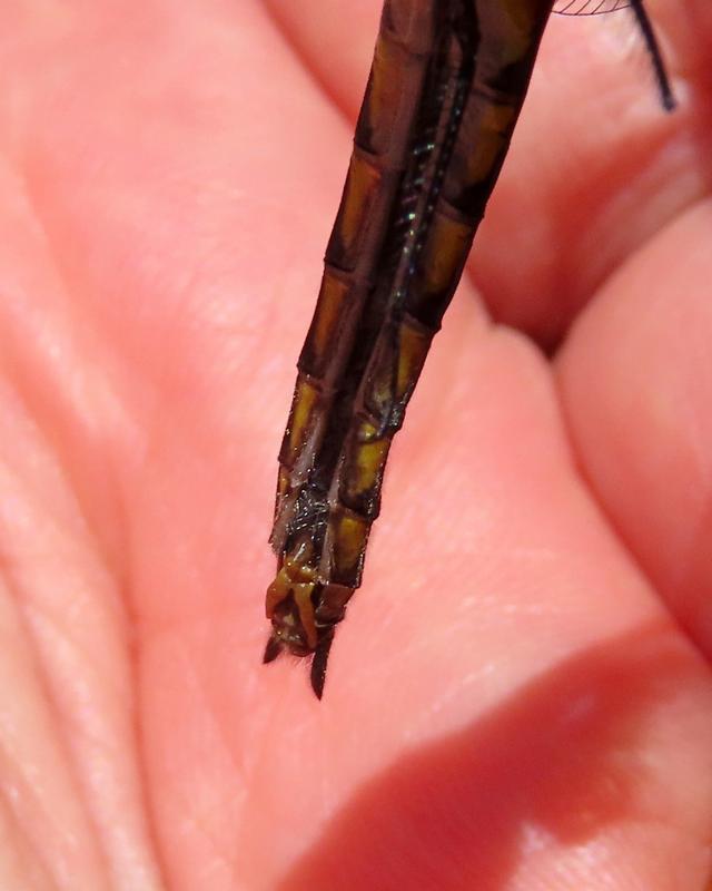 Photo of Common Baskettail