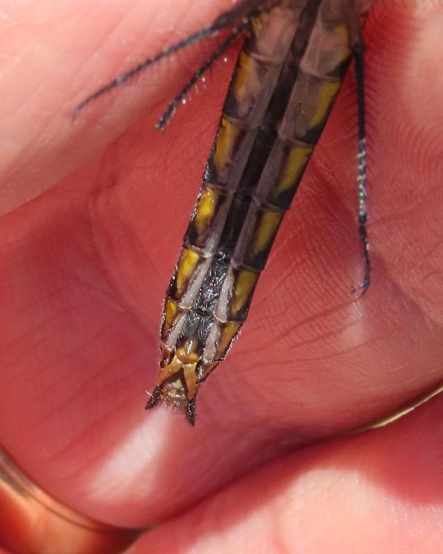 Photo of Common Baskettail