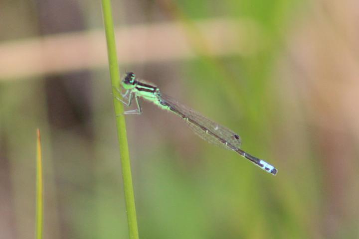 Photo of Eastern Forktail