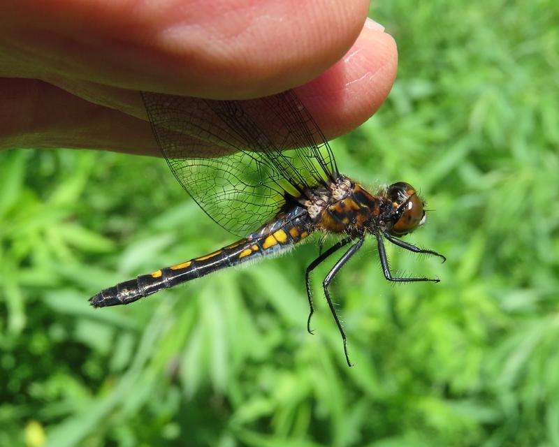 Photo of Dot-tailed Whiteface