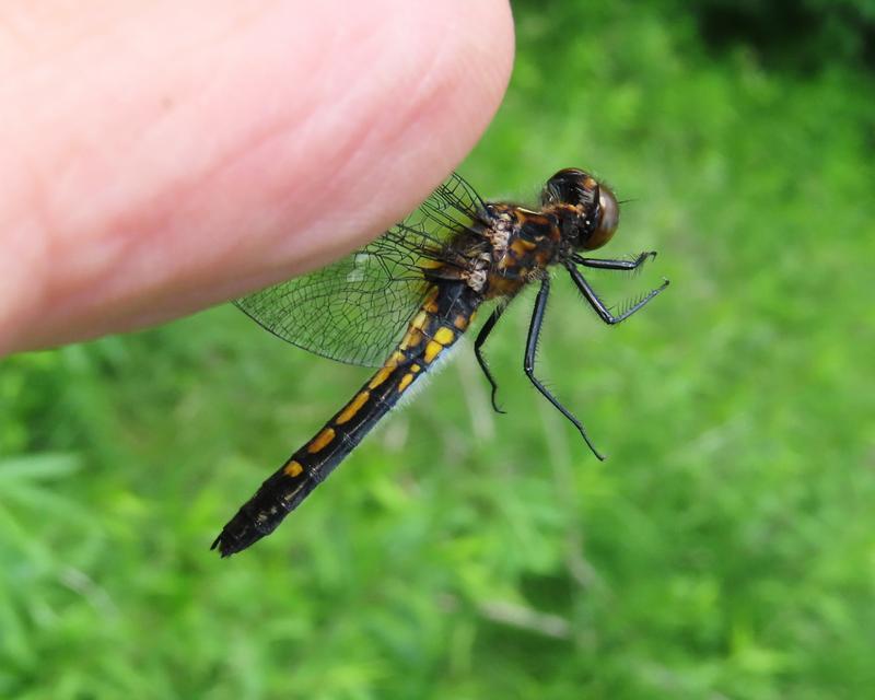 Photo of Dot-tailed Whiteface