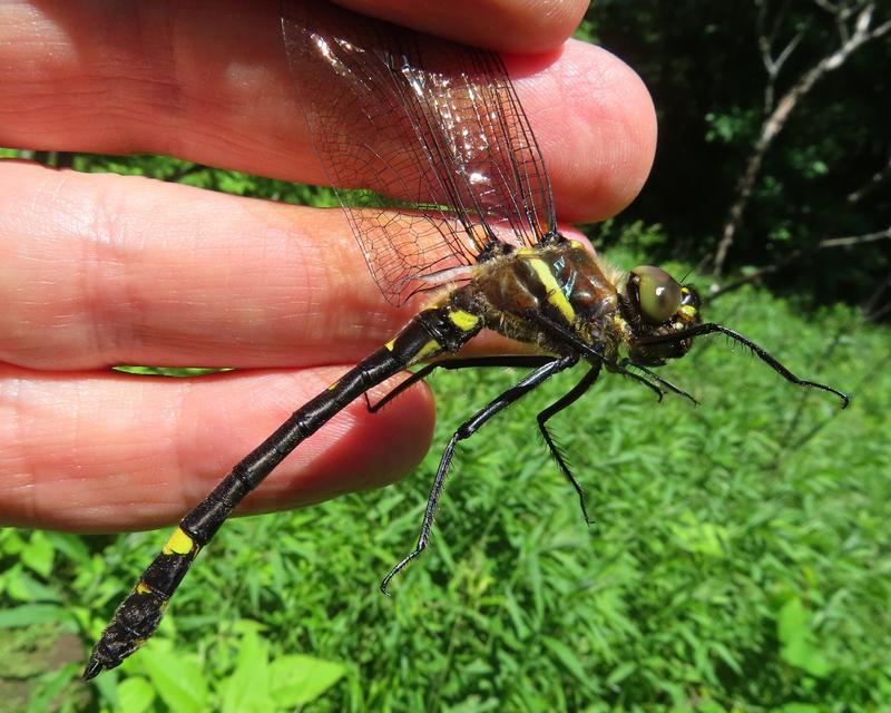 Photo of Swift River Cruiser (Illinois River Cruiser ssp.)