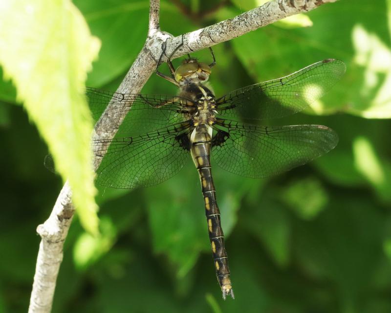Photo of Stygian Shadowdragon