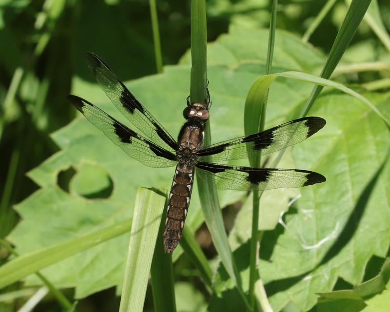 Photo of Common Whitetail