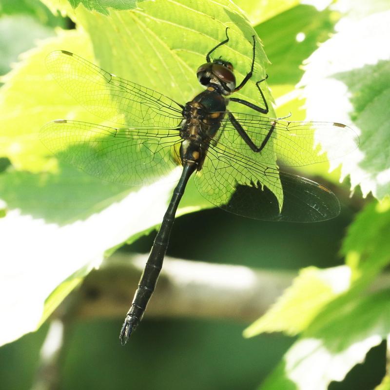 Photo of Kennedy's Emerald