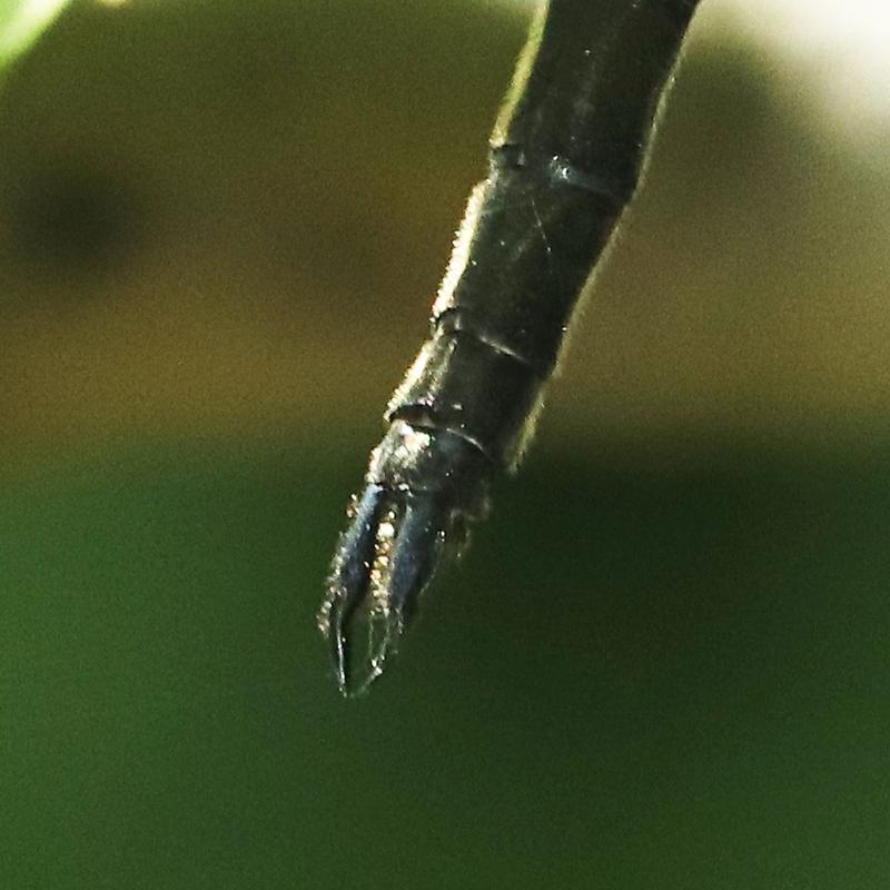 Photo of Kennedy's Emerald