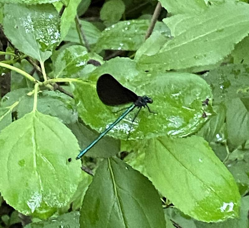 Photo of Ebony Jewelwing