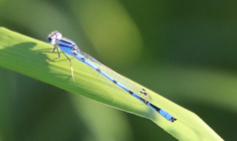 Photo of Familiar Bluet